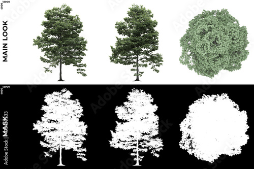 3D Rendering of Front, Left and Top view of Generic Trees with alpha mask to cutout and PNG editing. Forest and Nature Compositing. 