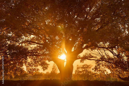 Foto 木の隙間での夕日