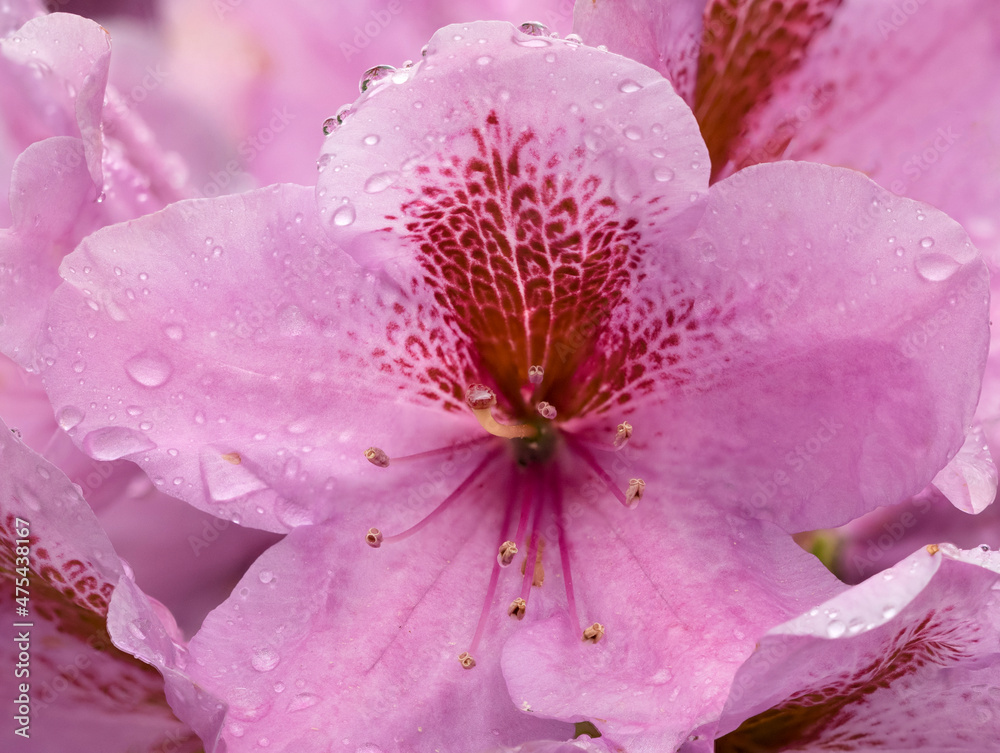 Rhododendron flower, pink summer time