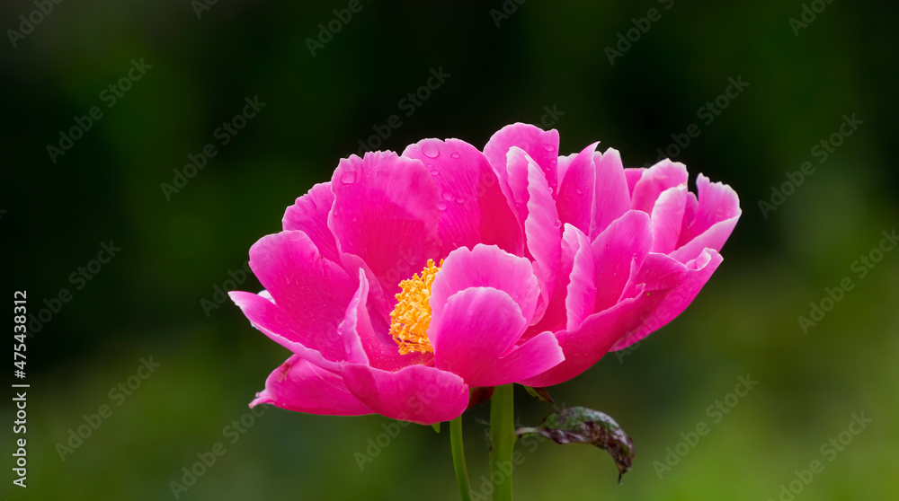 Chinese Peony, colorful pink flower Chinese Peony, colorful pink flower