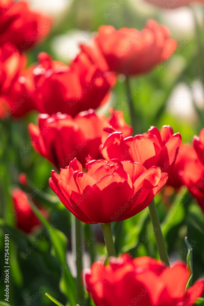 Colorful red tulips blossom in spring garden Colorful red tulips blossom in spring garden