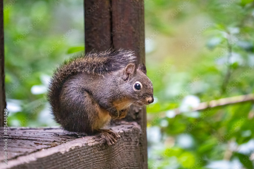 Douglas Squirrel standing on a wooden deck. Douglas Squirrel standing on a wooden deck.