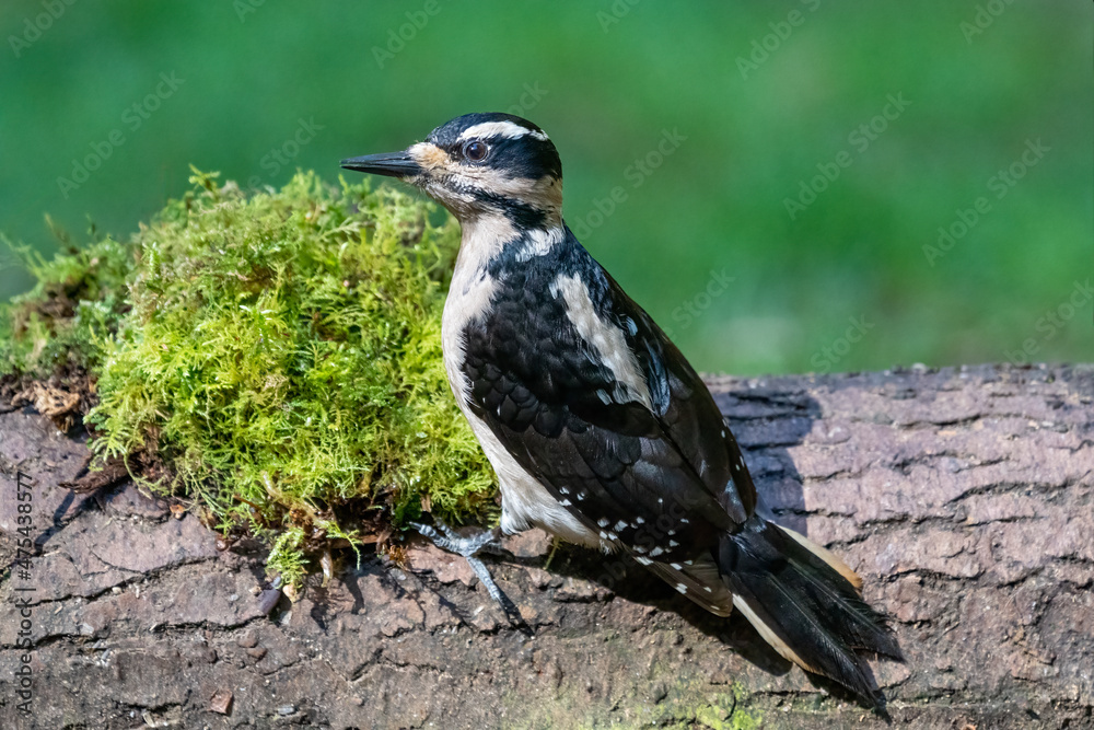 Fototapeta premium Female Hairy Woodpecker perched on a dead branch in springtime.