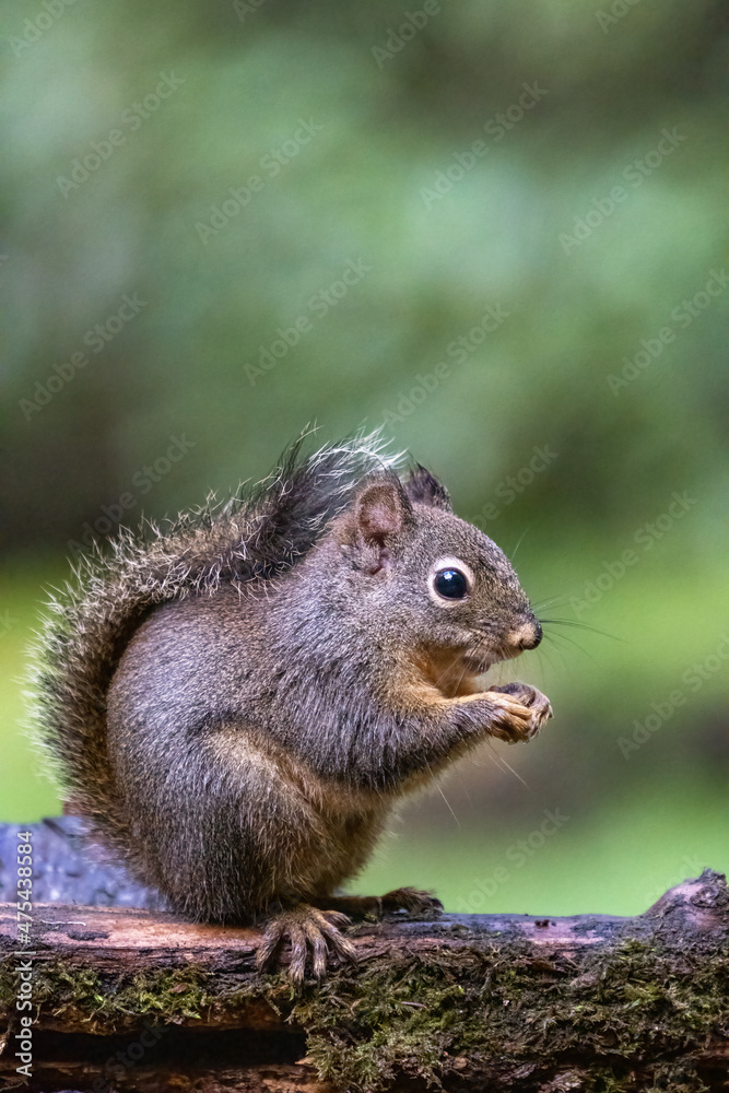 Douglas Squirrel standing on a log eating a peanut. Douglas Squirrel standing on a log eating a peanut.
