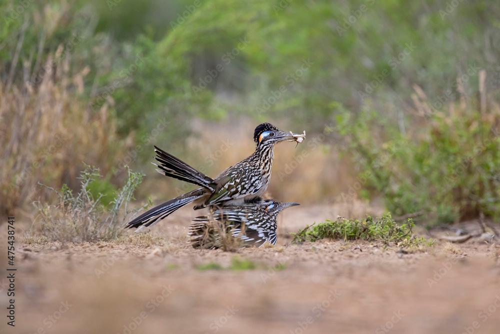 Greater Roadrunner (Geococcyx californianus) copulating Greater Roadrunner (Geococcyx californianus) copulating