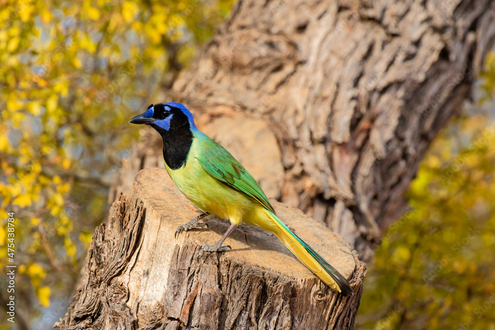 Fototapeta premium Green Jay (Cyanocorax yncas) perched