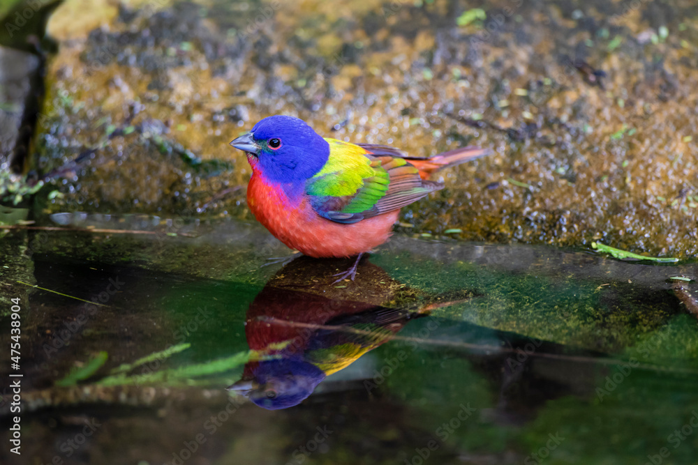 Fototapeta premium Painted Bunting (Passerina ciris) in spring