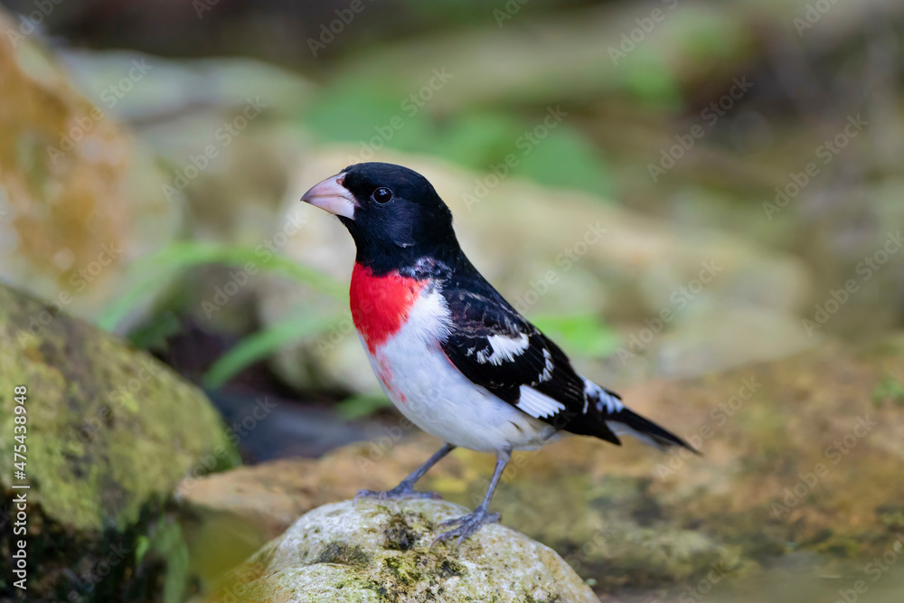 Obraz premium Rose-breasted Grosbeak (Pheucticus ludovicianus) perched