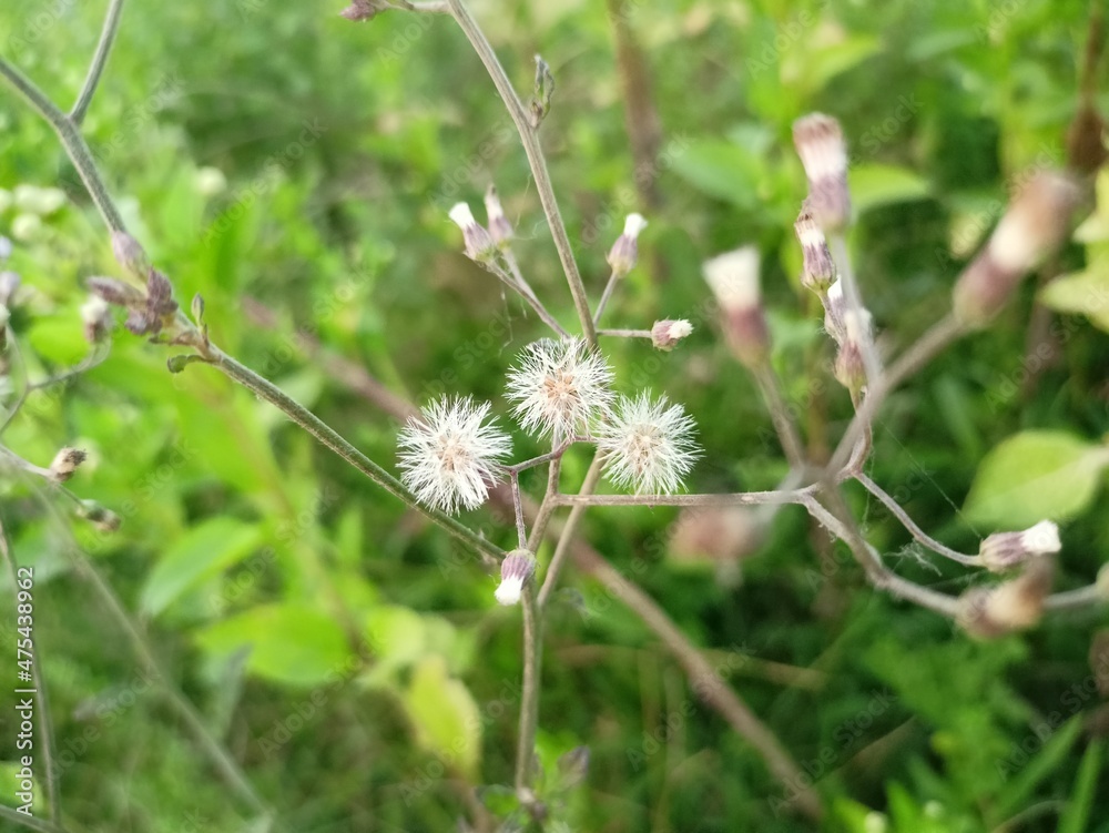 White flower, fluffy flowers. White flower, fluffy flowers.
