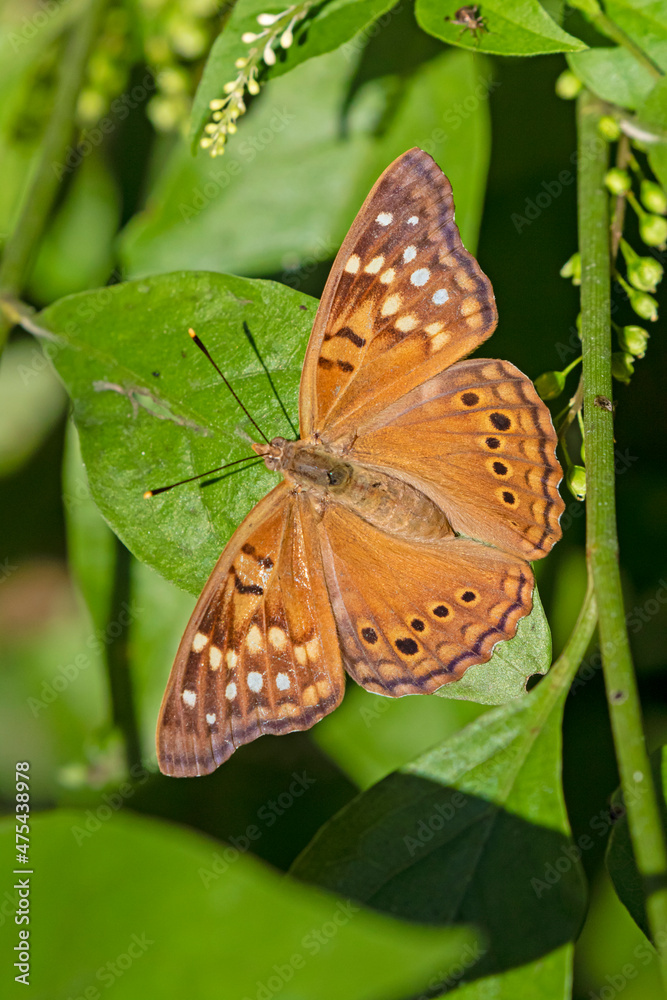 Tawny Emperor (Asterocampa clyton) sunning Tawny Emperor (Asterocampa clyton) sunning