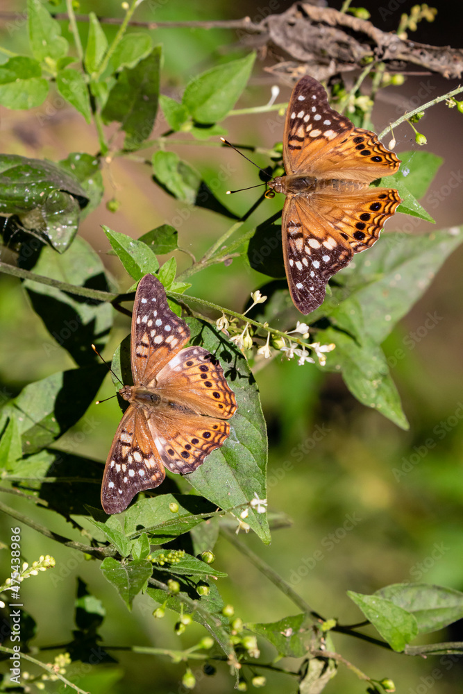 Tawny Emperor (Asterocampa clyton) sunning Tawny Emperor (Asterocampa clyton) sunning
