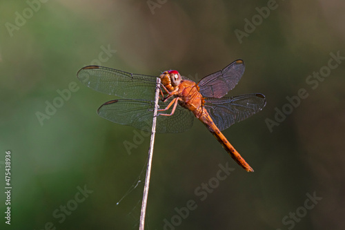 Red-tailed Pennant (Brachymesia furcata) resting on perch