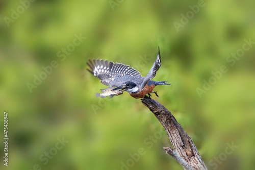 Ringed Kingfisher (Megaceryle torquata) male © Danita Delimont