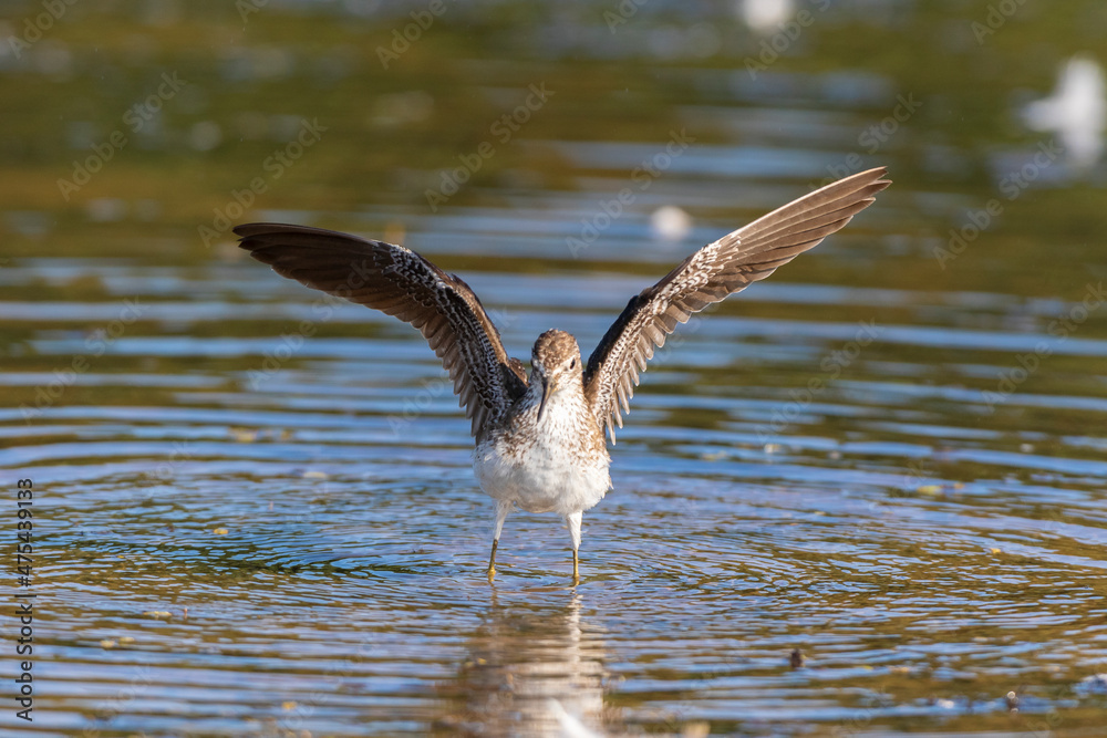 Solitary Sandpiper (Tringa solitaria) bathing in wetland Marion County, Illinois. Solitary Sandpiper (Tringa solitaria) bathing in wetland Marion County, Illinois.