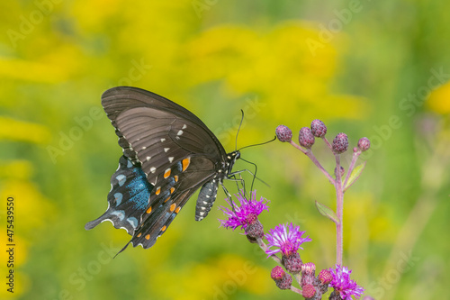 Spicebush Swallowtail (Papilio troilus) on Missouri Ironweed (Vernonia missurica) Marion County, Illinois. photo