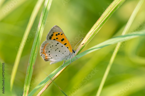 American Copper (Lycaena phlaeas) in prairie Lawrence County, Illinois. photo