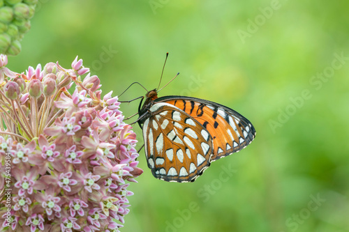 Vászonkép Regal Fritillary (Speyeria idalia) female on Common Milkweed (Asclepias syriaca) Sand Prairie, Scrub Oak Nature Preserve Mason County, Illinois