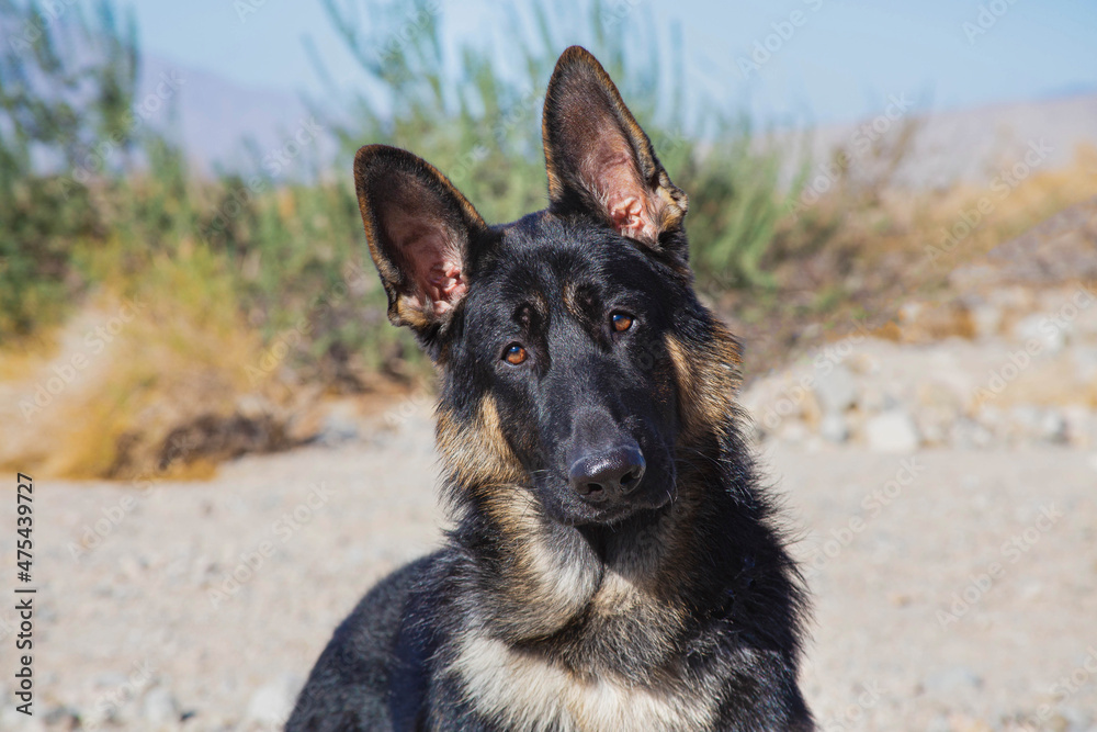 German Shepherd in the Coachella Valley, California German Shepherd in the Coachella Valley, California