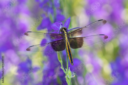 Widow Skimmer (Libellula luctosa) female on Larkspur (Delphinium sp.) Marion County, Illinois.