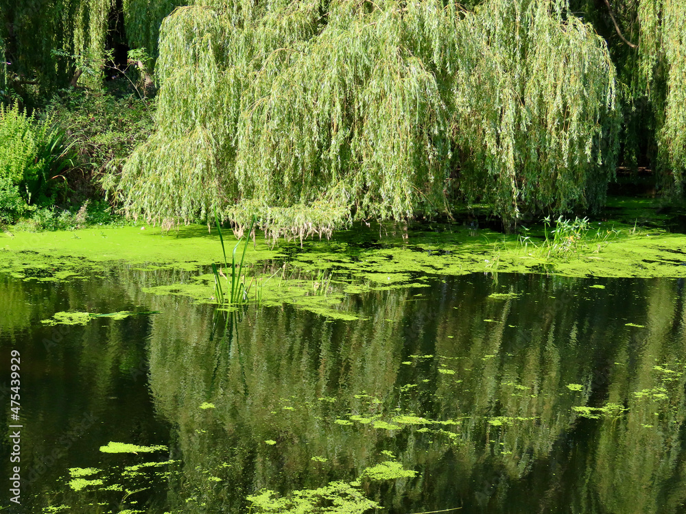 Weeping willow branches reaching towards calm river waters