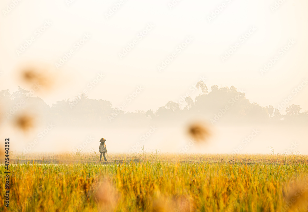 View of far away scarecrow in rice field, countryside Chiangmai province Thailand View of far away scarecrow in rice field, countryside Chiangmai province Thailand