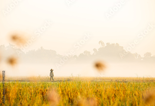 View of   far away scarecrow in rice field, countryside Chiangmai province  Thailand © lightofchairat