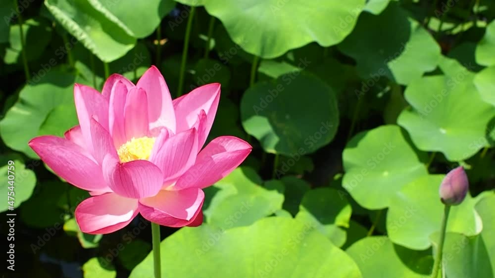 Blooming Lotus flower(lotus root)in the garden Blooming Lotus flower(lotus root)in the garden