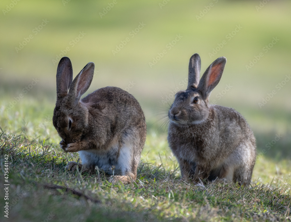 Fototapeta premium Wild rabbits in a grassy field