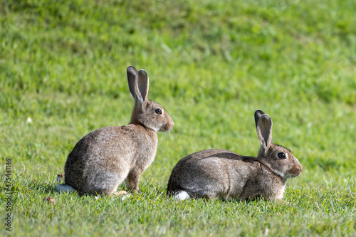 Wild rabbits in a grassy field