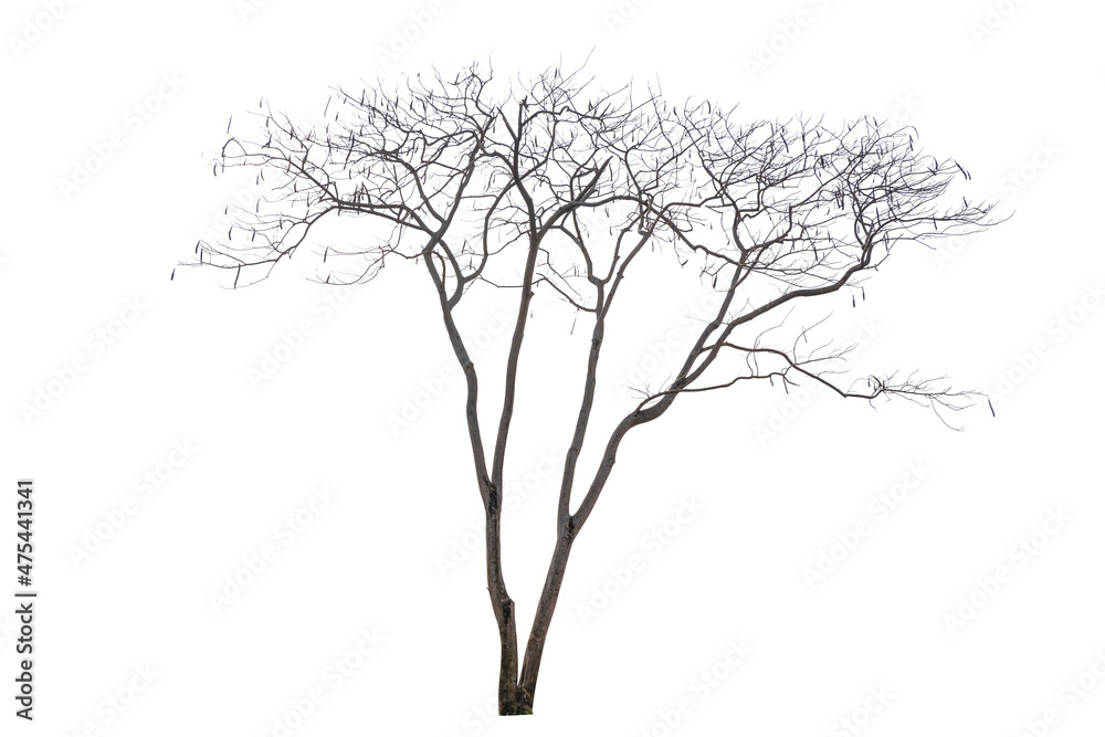 Obraz premium Dry branch of dead tree with cracked dark bark.