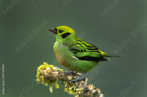 Costa Rica. Emerald tanager bird close-up. photo
