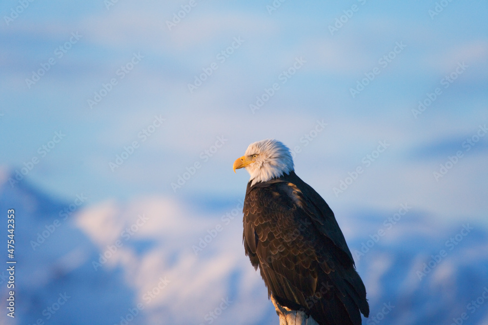 Fototapeta premium Bald Eagle, Homer, Alaska, USA