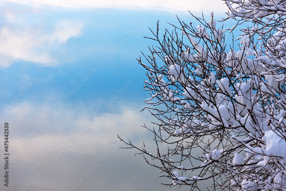 Fototapeta premium Landscape of tree covered with snow, Haines, Alaska, USA