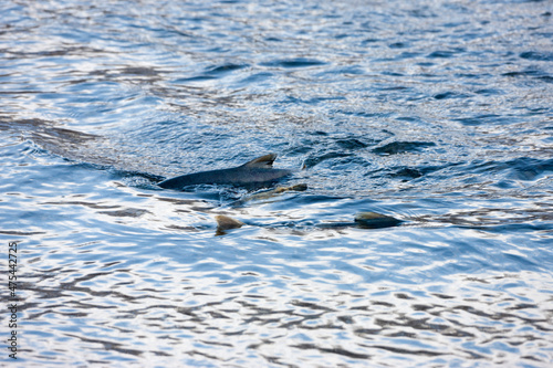 Fototapeta Naklejka Na Ścianę i Meble -  Salmon in the shallow river, Haines, Alaska, USA