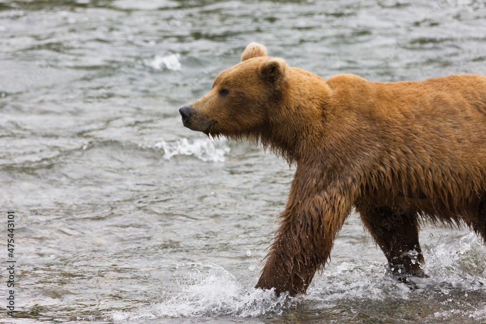 Brown Bear waiting to catch salmon in Brooks River, Katmai National Park, Alaska, USA Brown Bear waiting to catch salmon in Brooks River, Katmai National Park, Alaska, USA