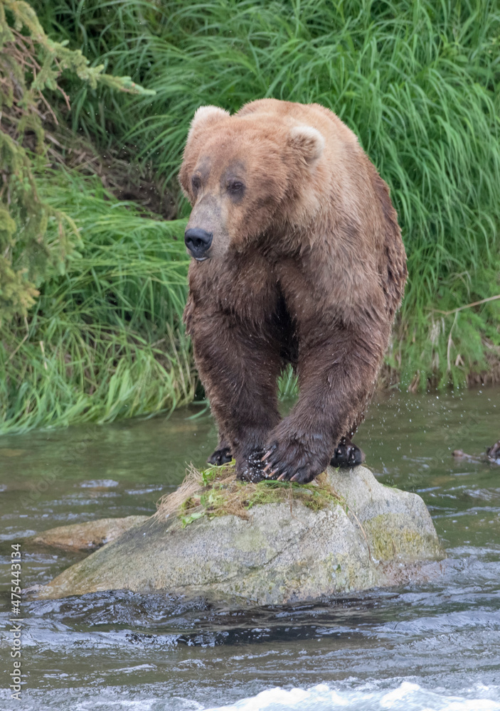 Obraz premium Brown Bear catching salmon in Brooks River, Katmai National Park, Alaska, USA