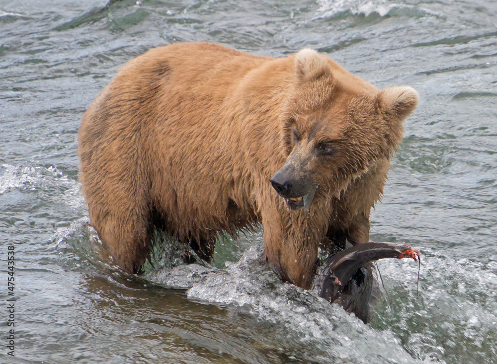 Brown Bear eating salmon at Brooks Falls, Katmai National Park, Alaska, USA Brown Bear eating salmon at Brooks Falls, Katmai National Park, Alaska, USA