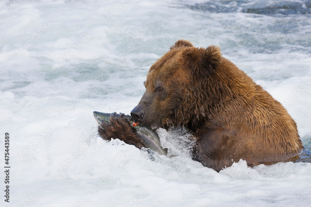 Brown Bear catching salmon at Brooks Falls, Katmai National Park, Alaska, USA