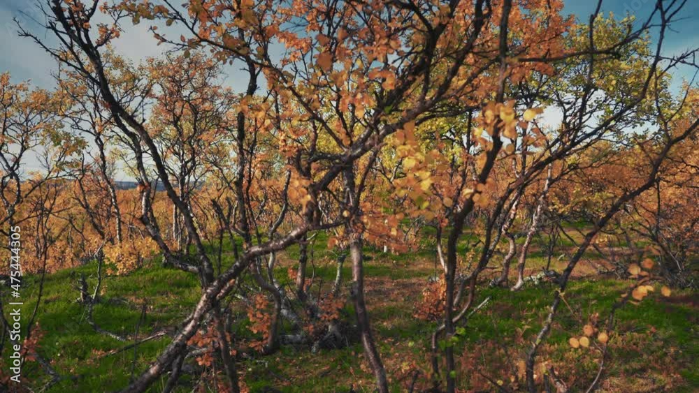 Curved branches of the dwarf birch covered with colorful autumn leaves. Green grass, moss, and lichen on the ground. Curved branches of the dwarf birch covered with colorful autumn leaves. Green grass, moss, and lichen on the ground.