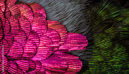 USA, Arizona. Close-up of hummingbird feathers.