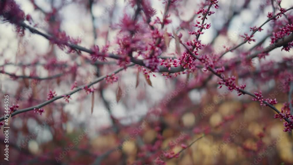 Sakura tree blooming against white cloudy sky. Charming cherry tree blossoming Sakura tree blooming against white cloudy sky. Charming cherry tree blossoming