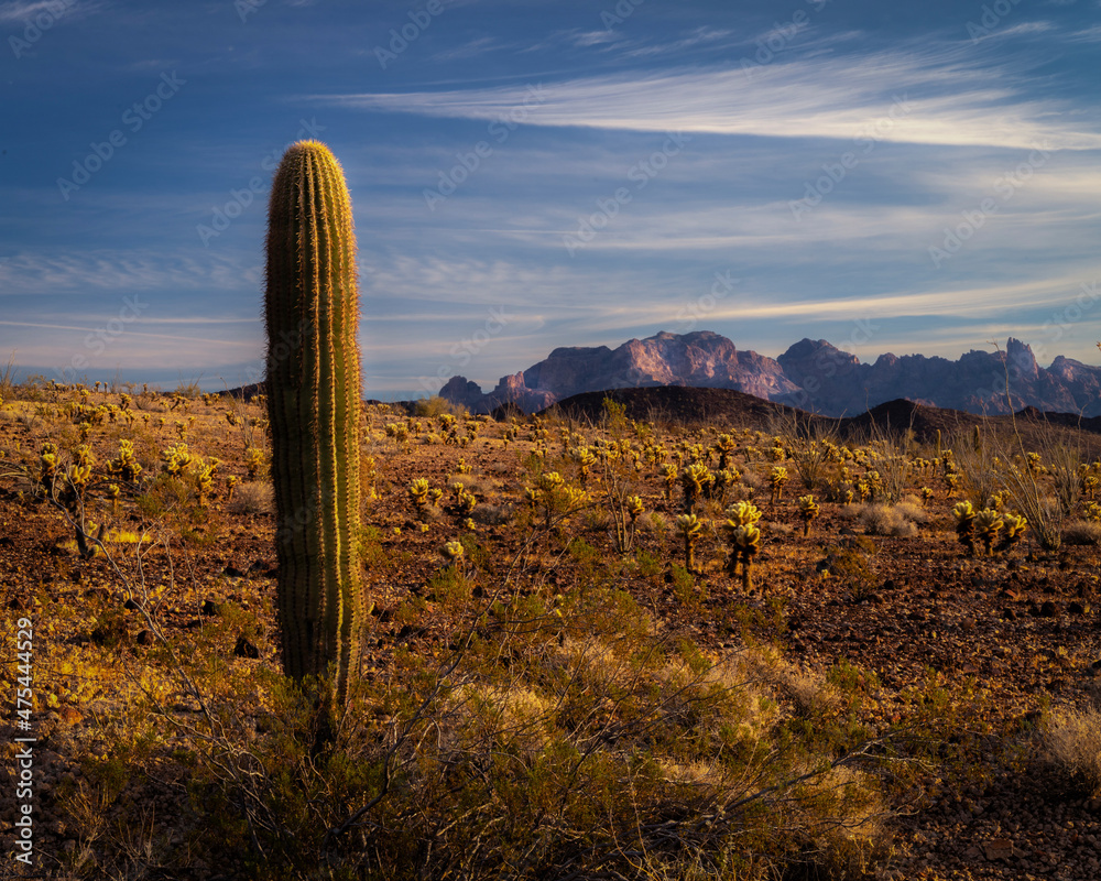 USA, Arizona, Kofa National Wildlife Area. Mountain and desert landscape.