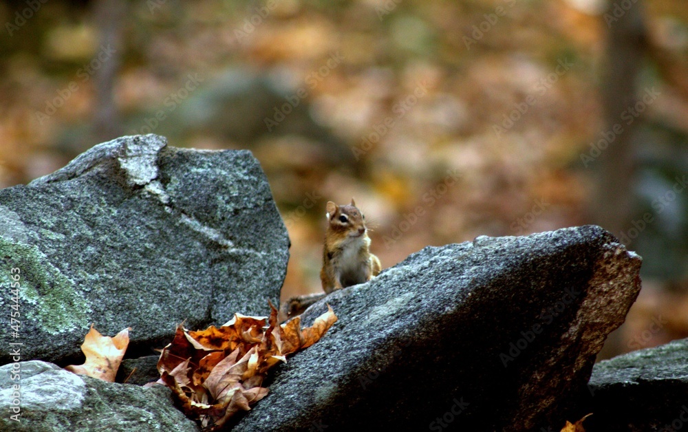 Obraz premium Chipmunk on Rock