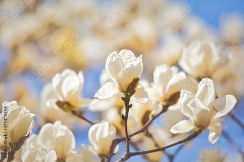 早春の花、木蓮(モクレン)のクローズアップ写真 photo