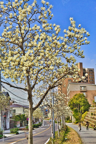 早春の街並み、木蓮(モクレン)の咲く並木道 © 勉 森下