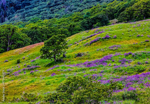 USA, California, Crescent City, Redwoods National Park, Bold Hills photo