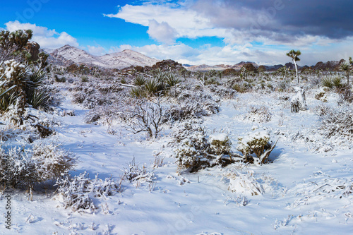 Fototapeta Naklejka Na Ścianę i Meble -  Winter storm, Joshua Tree National Park, California