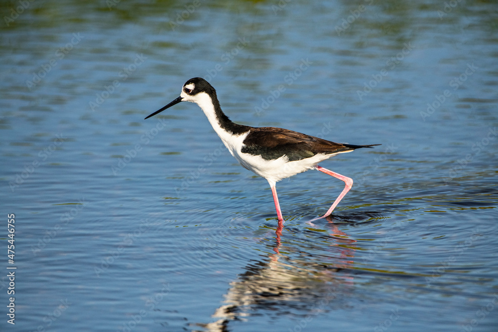 Obraz premium USA, Florida, Sarasota, Myakka River State Park, Feeding Black-necked Stilt