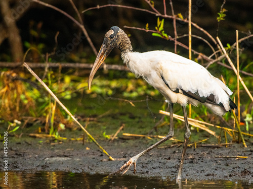 USA, Florida, Sarasota, Myakka River State Park, Hunting, Wood Stork photo