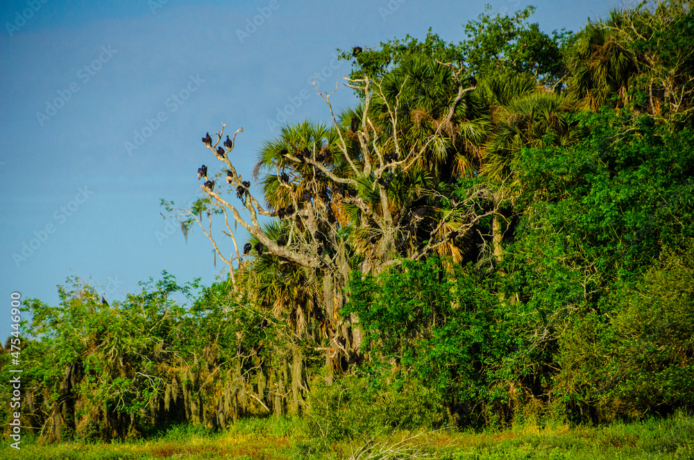 USA, Florida, Sarasota, Myakka River State Park, Black Vultures perched in Longleaf Pine Forest Snag